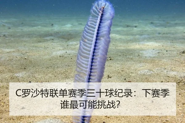 C罗沙特联单赛季三十球纪录：下赛季谁最可能挑战？